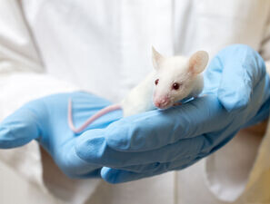 Bild zu Neue Studie - Geringere Insulinaktivität lässt Mäuse länger leben