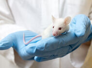 Bild zu Neue Studie - Geringere Insulinaktivität lässt Mäuse länger leben