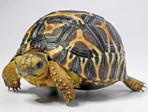 Bild zu Novo Nordisk - Forschung: Von Schildkröten und Studien